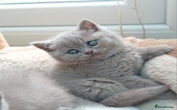 British Shorthair cats for sale: Gorgeous British short-hair kittens  - Image 27