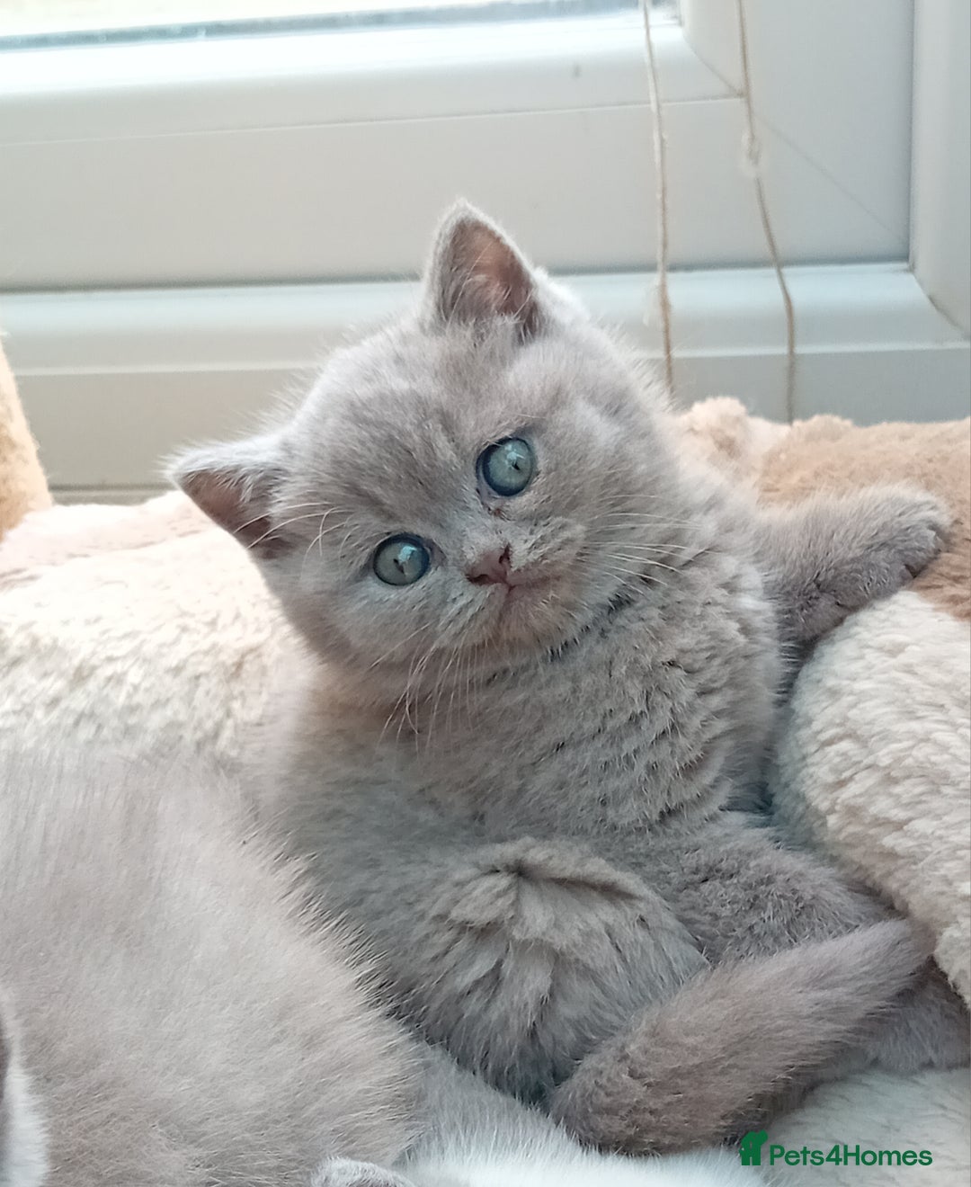British Shorthair cats for sale: Gorgeous British short-hair kittens  - Image 27