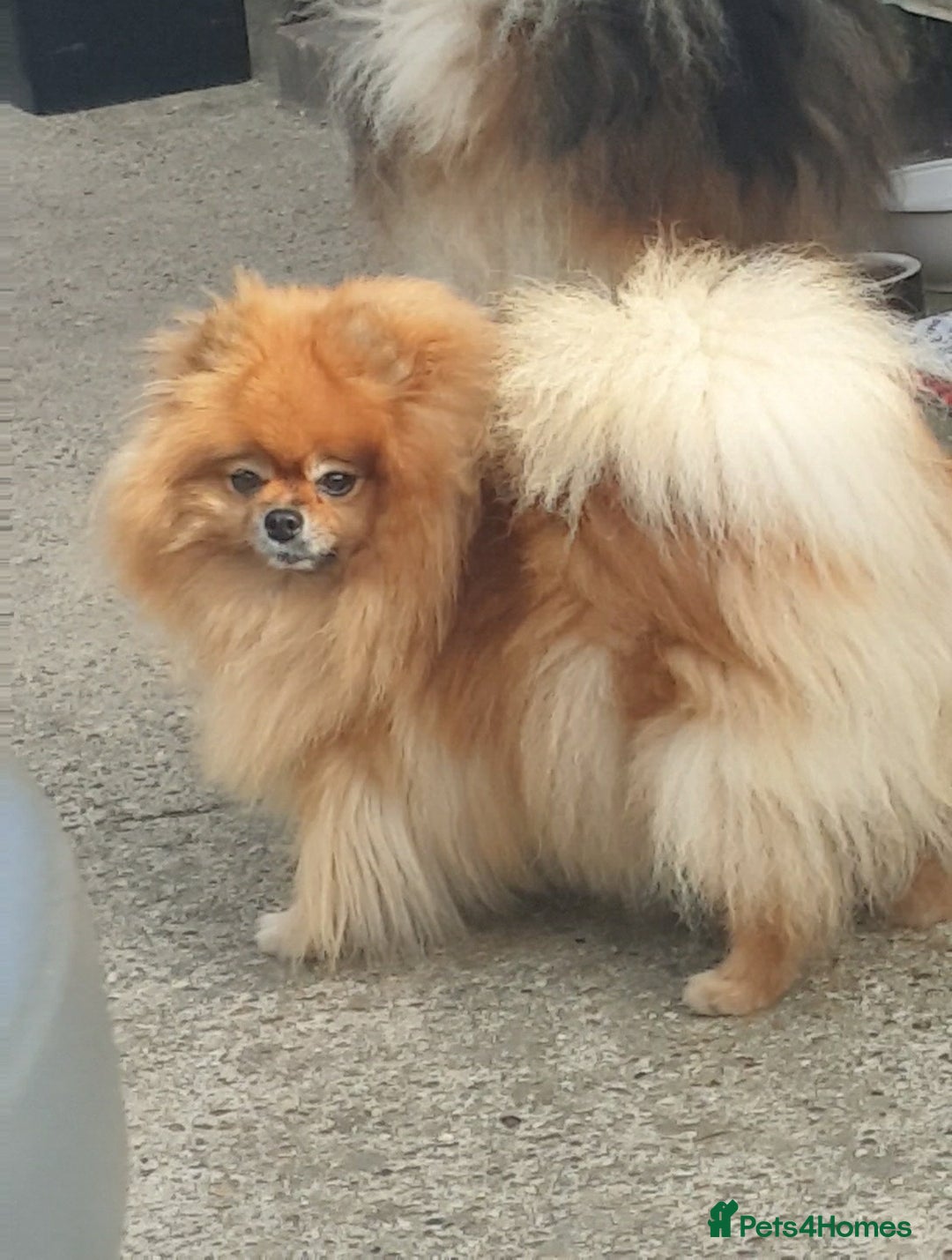 Pomeranian dogs for sale: Luxury puppy for sale - Advert 25