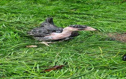 Chickens poultry for sale: Transylvanian Naked Neck Chicks - Image 22