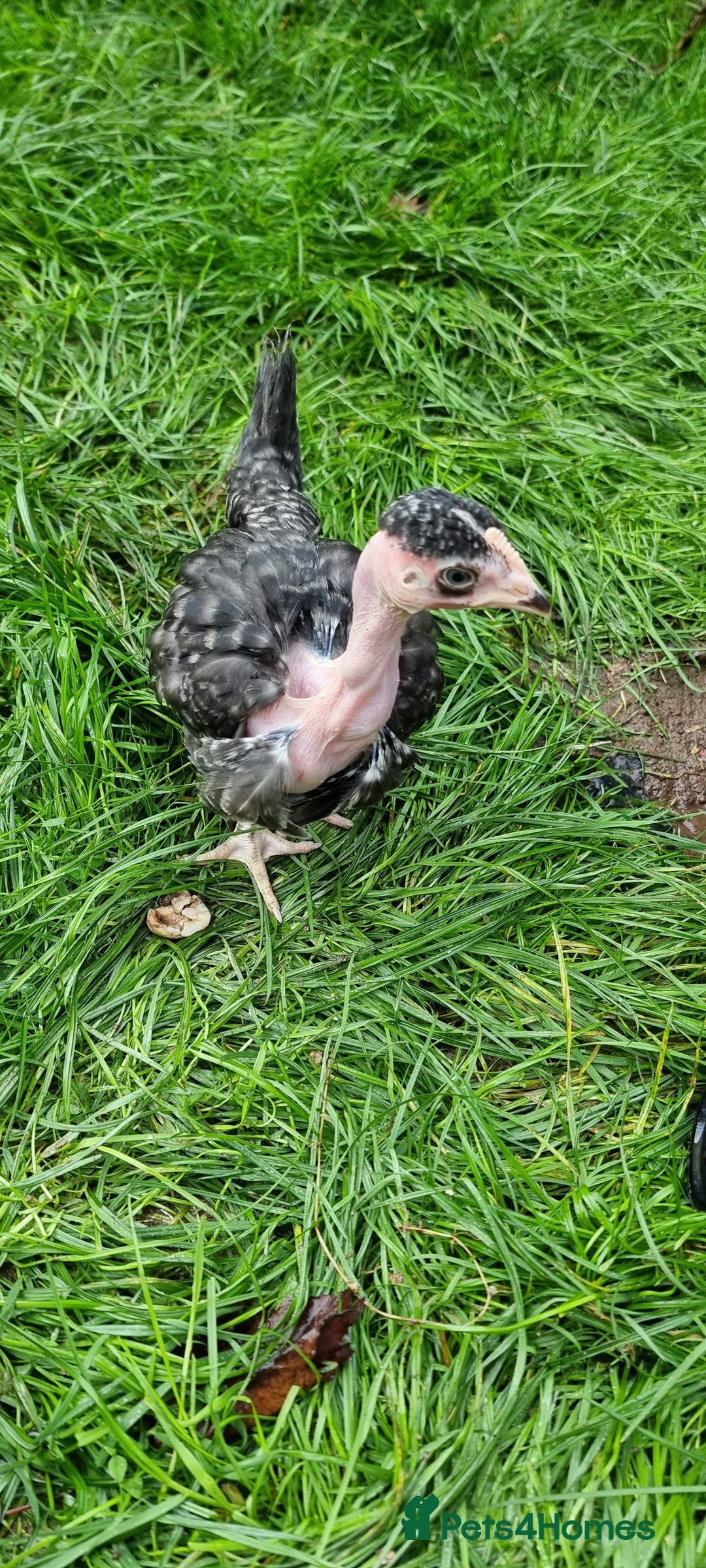 Chickens poultry for sale: Transylvanian Naked Neck Chicks - Image 22
