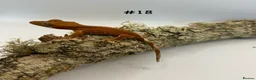 Gecko reptiles for sale: Adult, Juvenile and Lilly White Crested Geckos - Advert 36