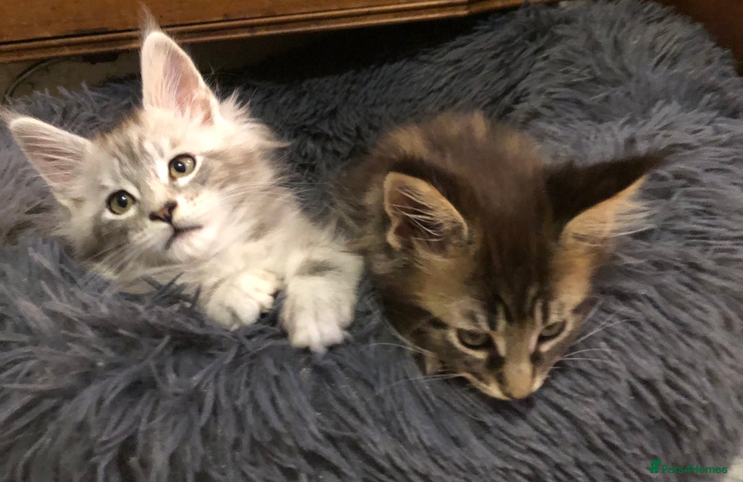 Maine Coon cats for sale: Maincoon kittens ready now  - Image 29