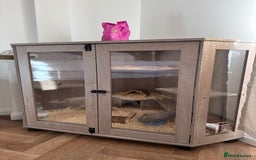 Hamster rodents for sale: Hamster and cage for sale - Advert 2