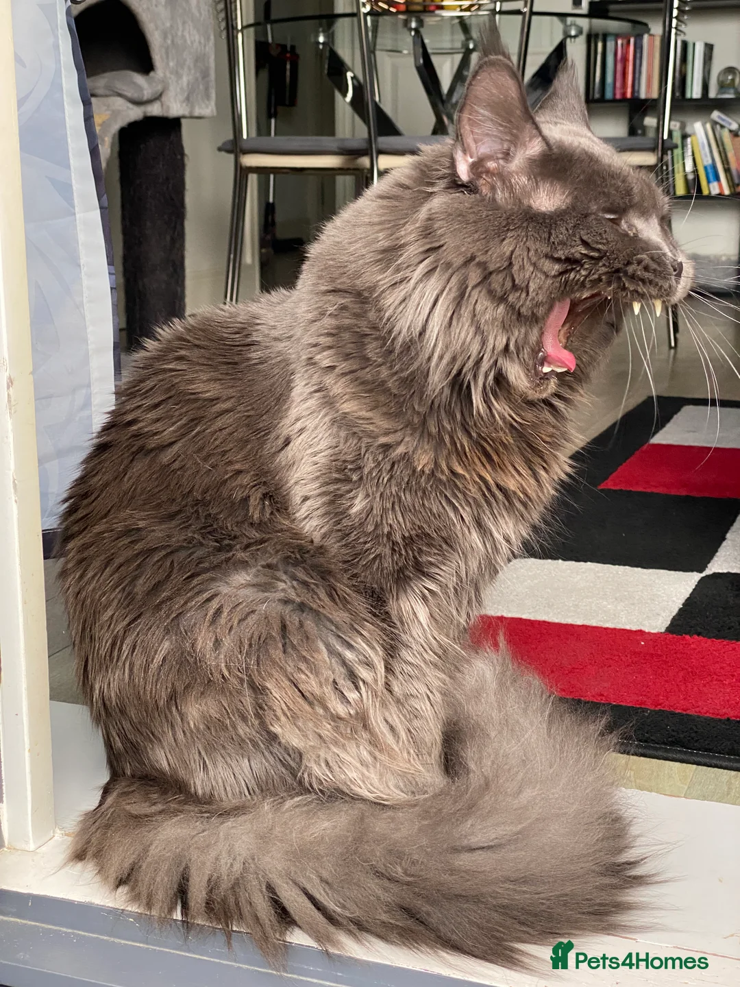 Maine Coon cats for stud: SOLID*BLUE*MAINE*COON*Russian*🇷🇺*Line*for STUD. in London - Advert 15