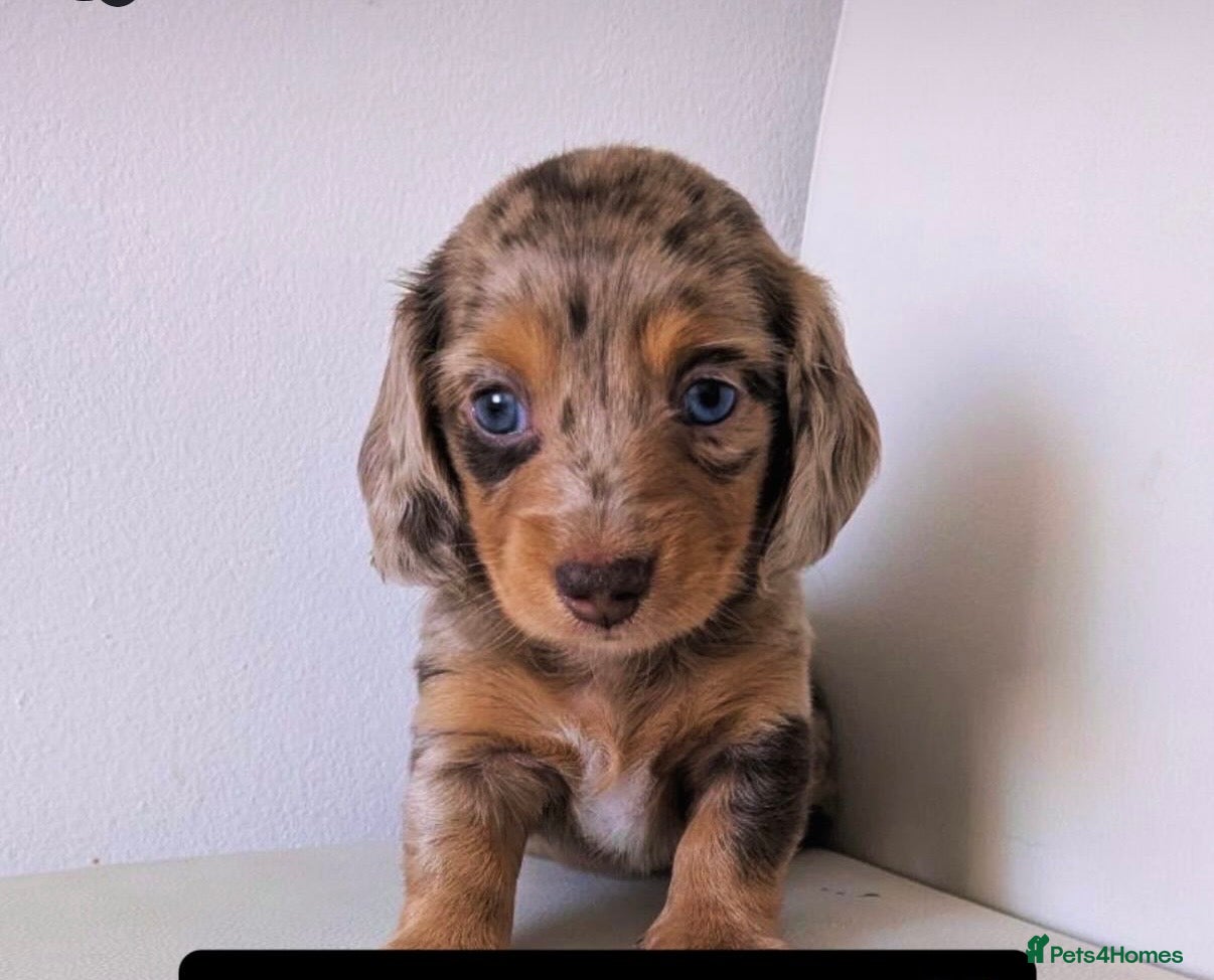 Miniature Dachshund dogs Fluffy miniature dachshund  - Advert 1