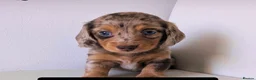 Miniature Dachshund dogs for sale: Fluffy miniature dachshund  - Advert 1