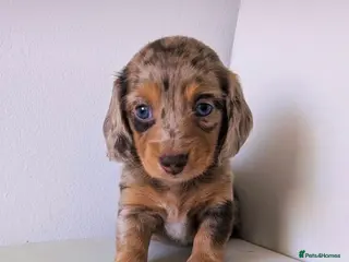 Miniature Dachshund dogs Fluffy miniature dachshund - Advert 1