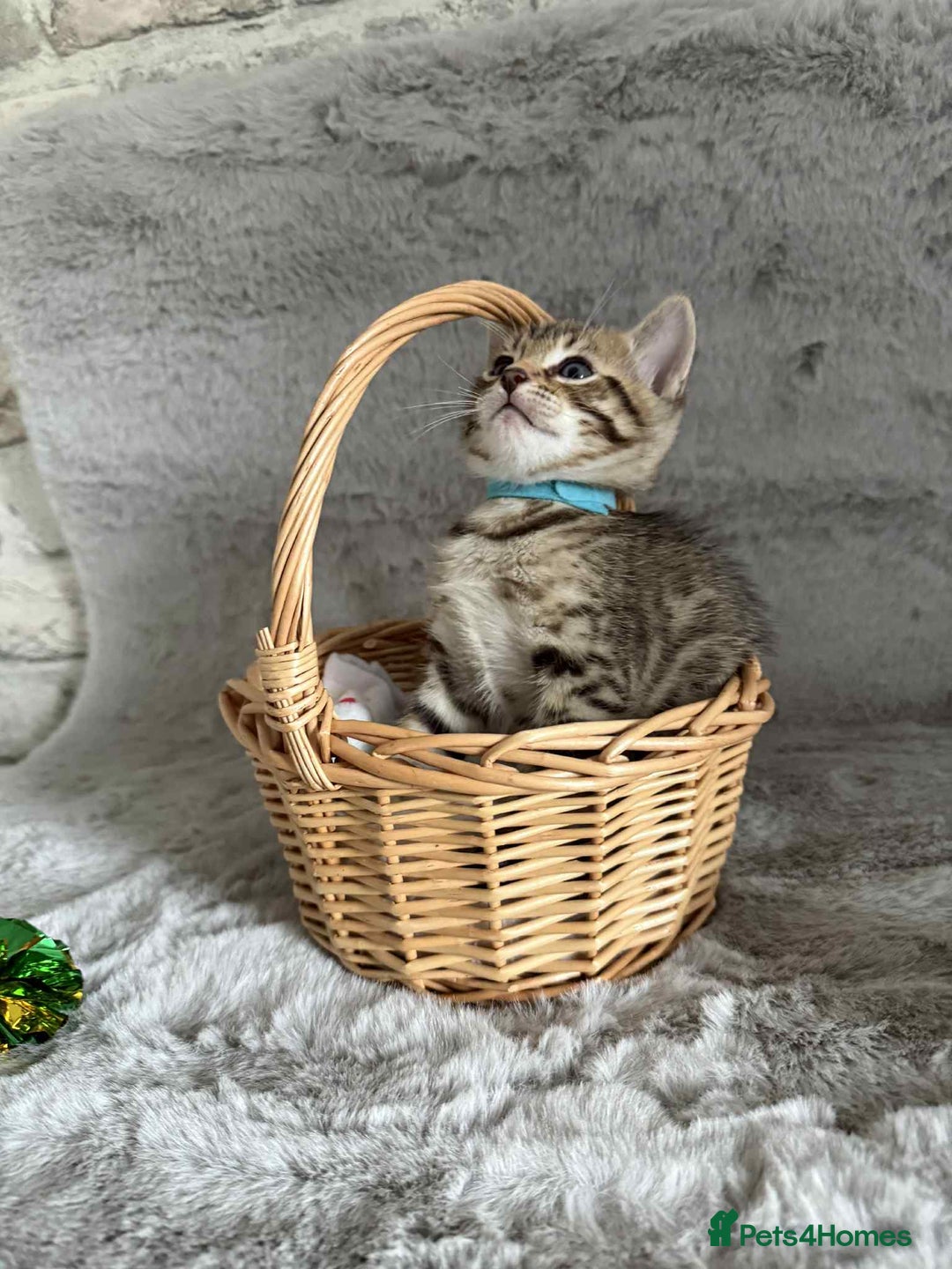 Bengal cats for sale: Stunning bengal kittens for sale to loving home - Image 7