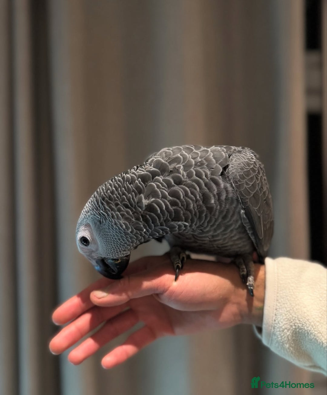 Budgerigars birds for sale: African Grey - Image 4
