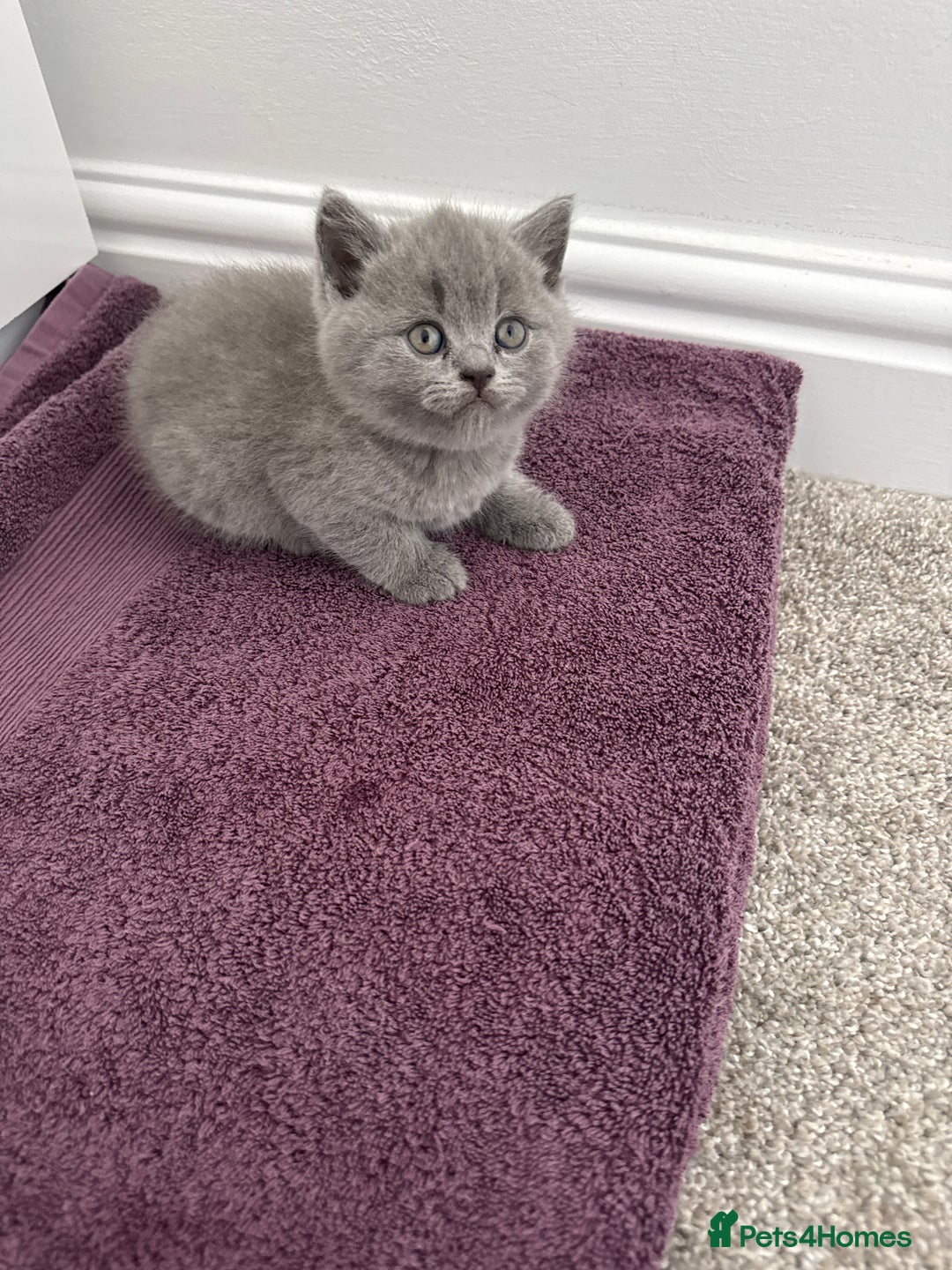 British Shorthair cats for sale: British shorthair kittens 🐈‍⬛ - Advert 24