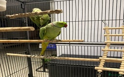 Ringnecks birds for sale: Lovely Ringneck Parrots with Cage  - Image 4
