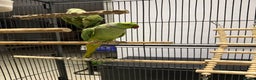 Ringnecks birds for sale: Lovely Ringneck Parrots with Cage  - Advert 4