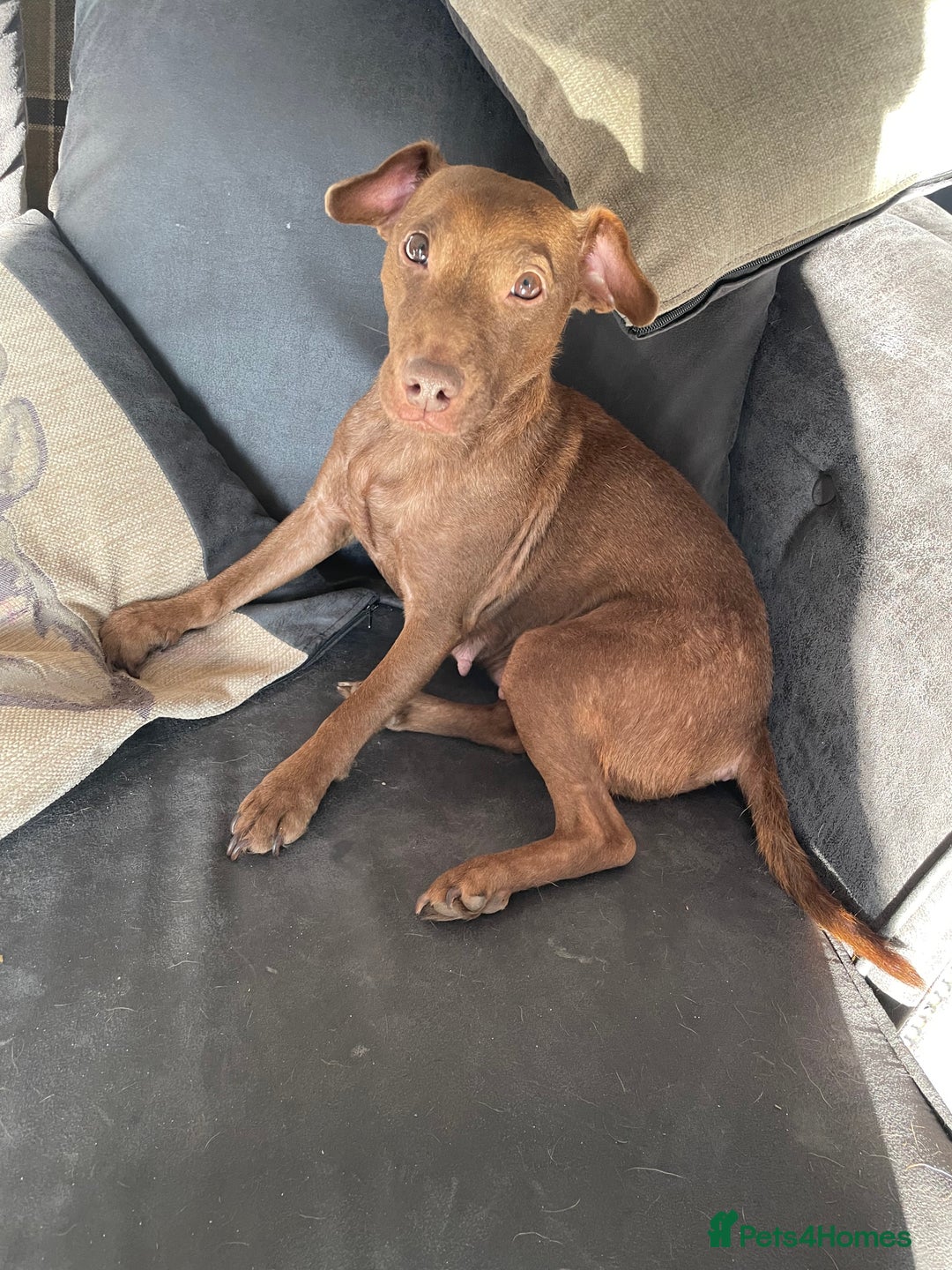 Patterdale Terrier dogs for sale: Parrerdale - Image 8