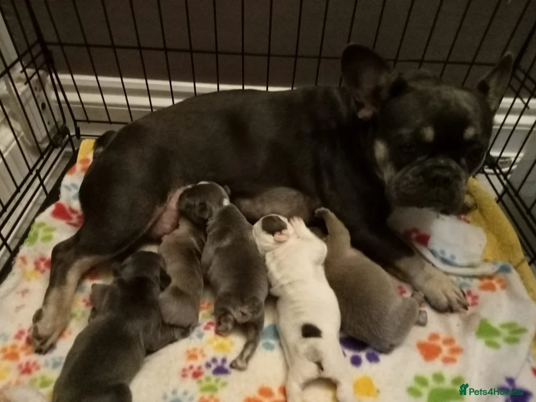 French Bulldog dogs for stud: VEGAS- new shade Isabella & tan Merle  in Southampton - Advert 14
