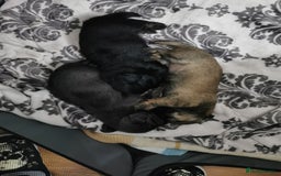 Mixed Breed dogs for sale: Little bundles of schweenie love!  - Image 10