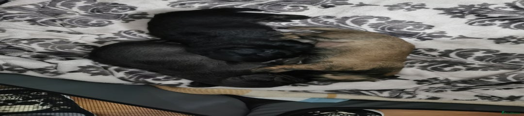 Black white and brindle male. 