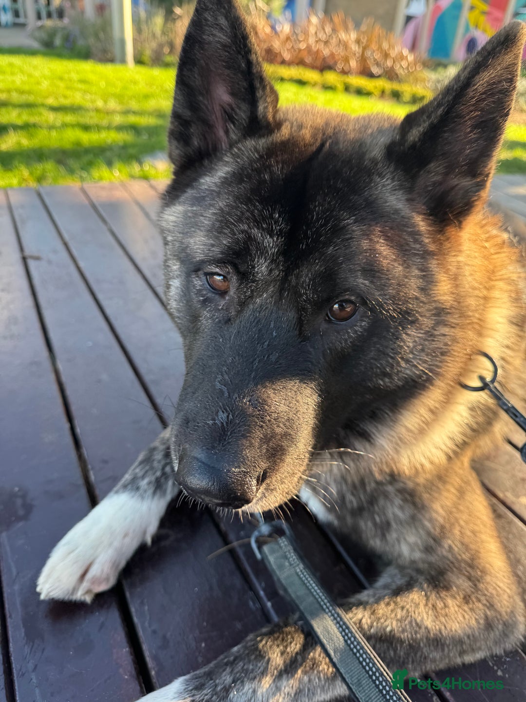 Mixed Breed dogs for sale: Male Akita cross Malamute  - Advert 2