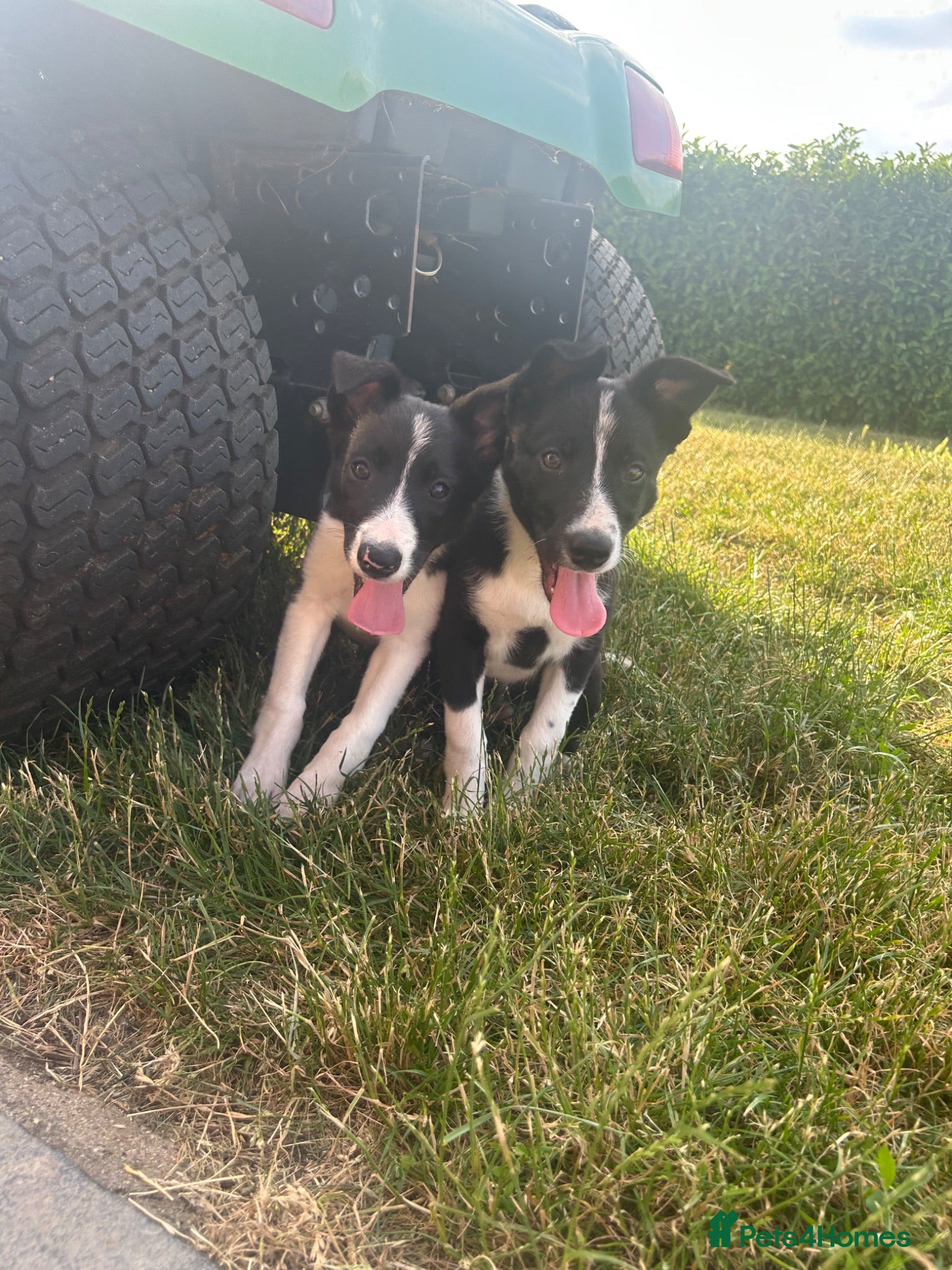 Border Collie dogs Gorgeous litter of border collie puppies  - Advert 9