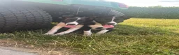 Border Collie dogs for sale: Gorgeous litter of border collie puppies  - Advert 9