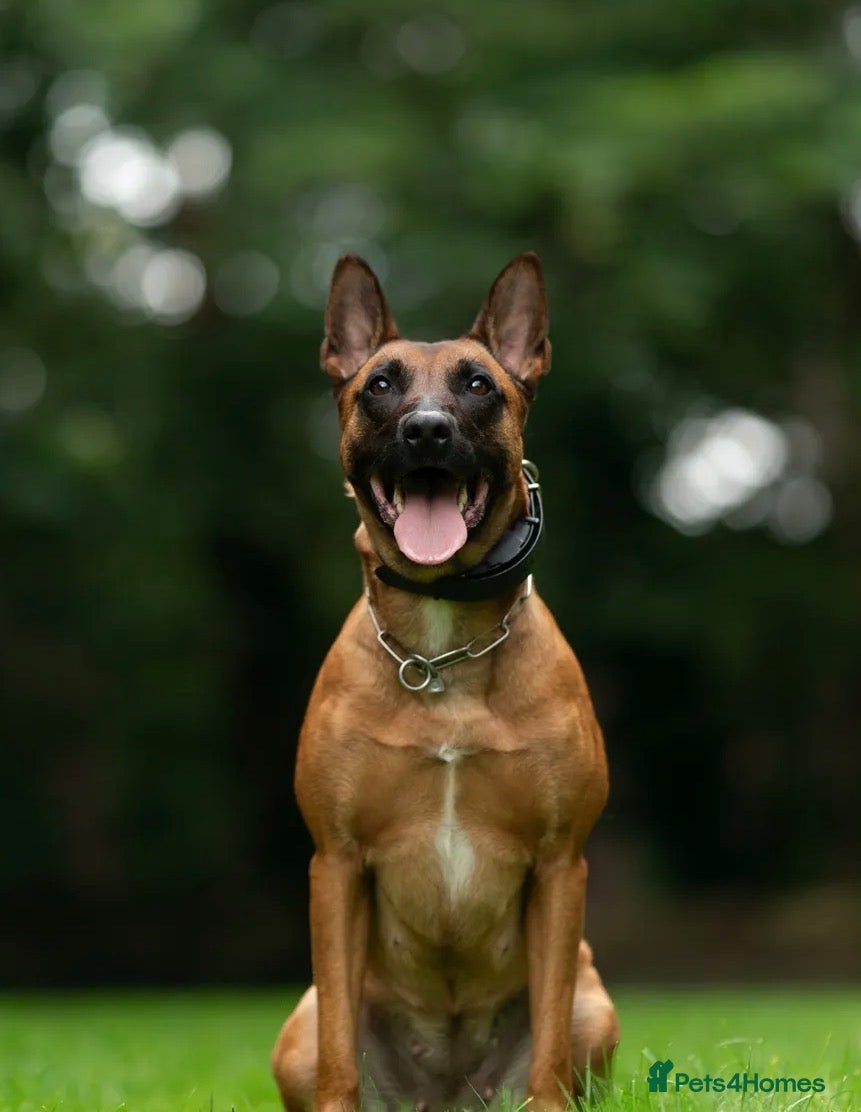 Belgian Shepherd Dog dogs for sale: The first and last litter from Rebel - Advert 1