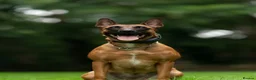 Belgian Shepherd Dog dogs for sale: The first and last litter from Rebel in Prenton - Advert 1