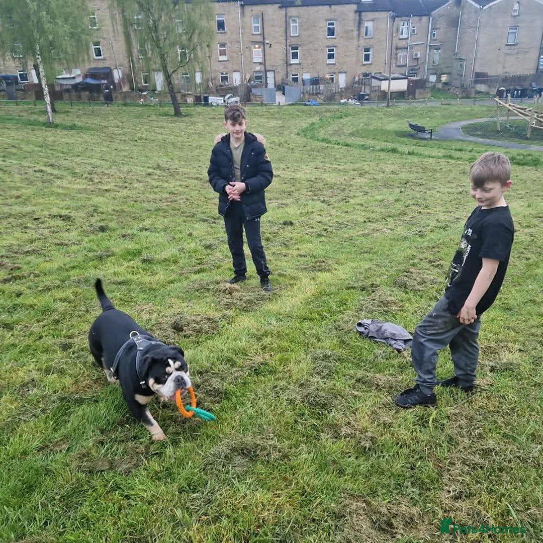 English Bulldog dogs for sale: Ernie  - Advert 6