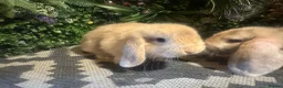 Mini Lop rabbits for sale: X2 HARLEQUIN MINI LOOS READY LEAVE  - Advert 6