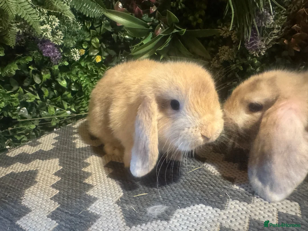Mini Lop rabbits for sale: X2 HARLEQUIN MINI LOOS READY LEAVE  - Advert 6