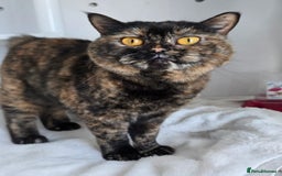 Mixed Breed cats for adoption: [Indoors Only] Kushary - Lovely Affectionate Queen - Advert 1