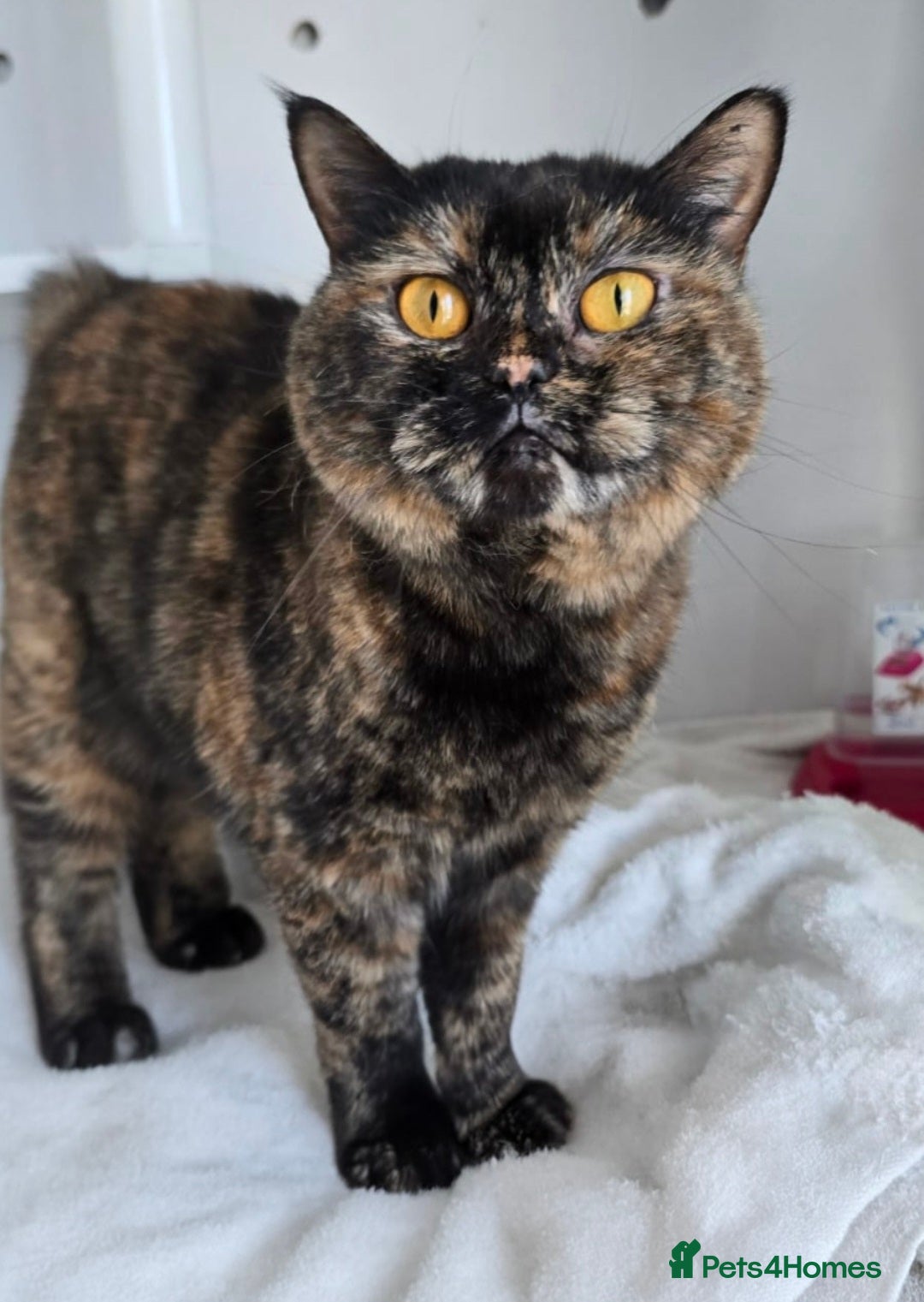 Mixed Breed cats for adoption: [Indoors Only] Kushary - Lovely Affectionate Queen - Advert 1