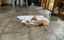 Italian Greyhound dogs for sale:  Beautiful Italian greyhound puppies  - Image 32