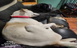 Mixed Breed dogs for adoption: Kaya, 2 years approx. Available for adoption. in Brixham - Image 18
