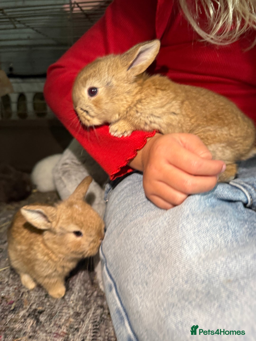 French Lop rabbits for sale: French Lop Bunnies - Advert 11