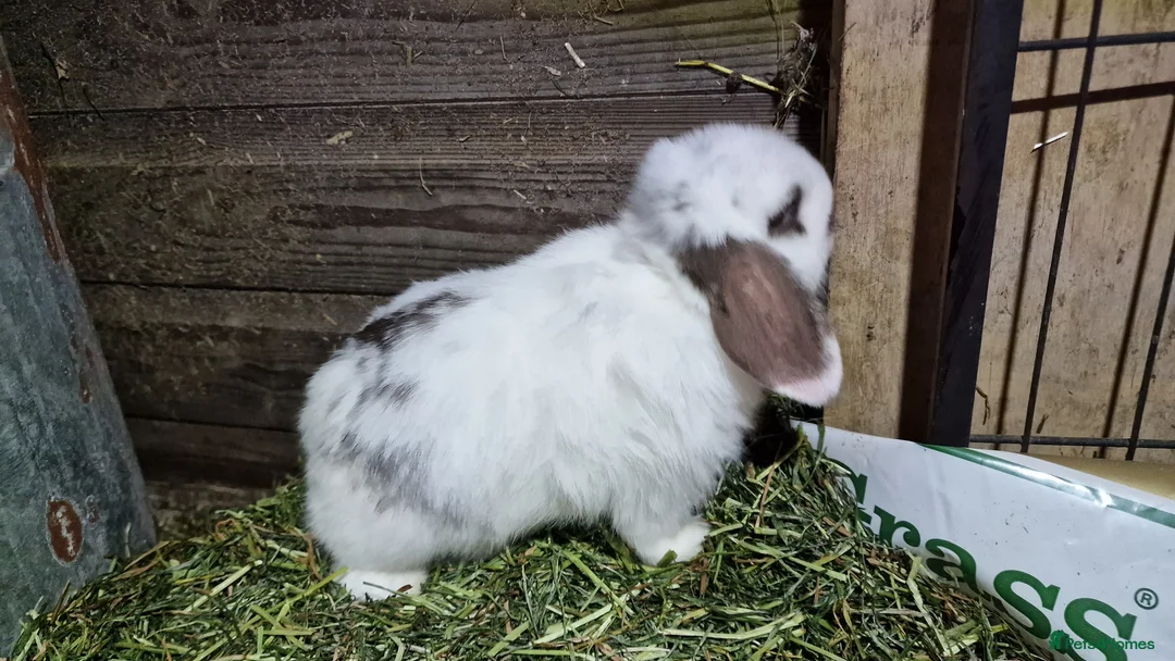 Mini Lop rabbits for sale: Mini lop babies - Advert 7