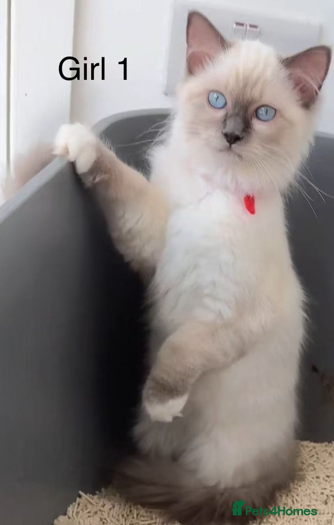 Ragdoll cats for sale: Ragdoll kittens for sale - Image 8