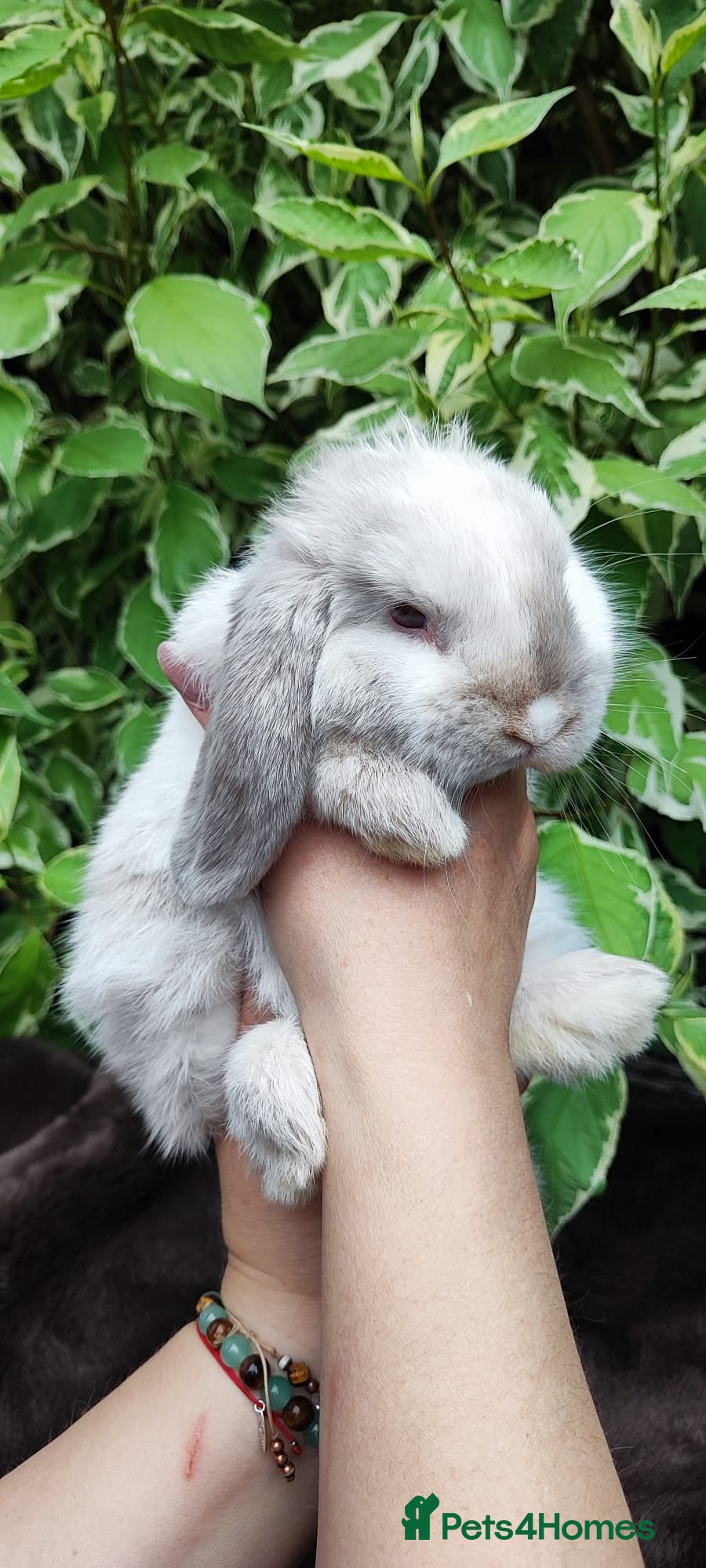 Mini Lop rabbits Mini lop  - Advert 1