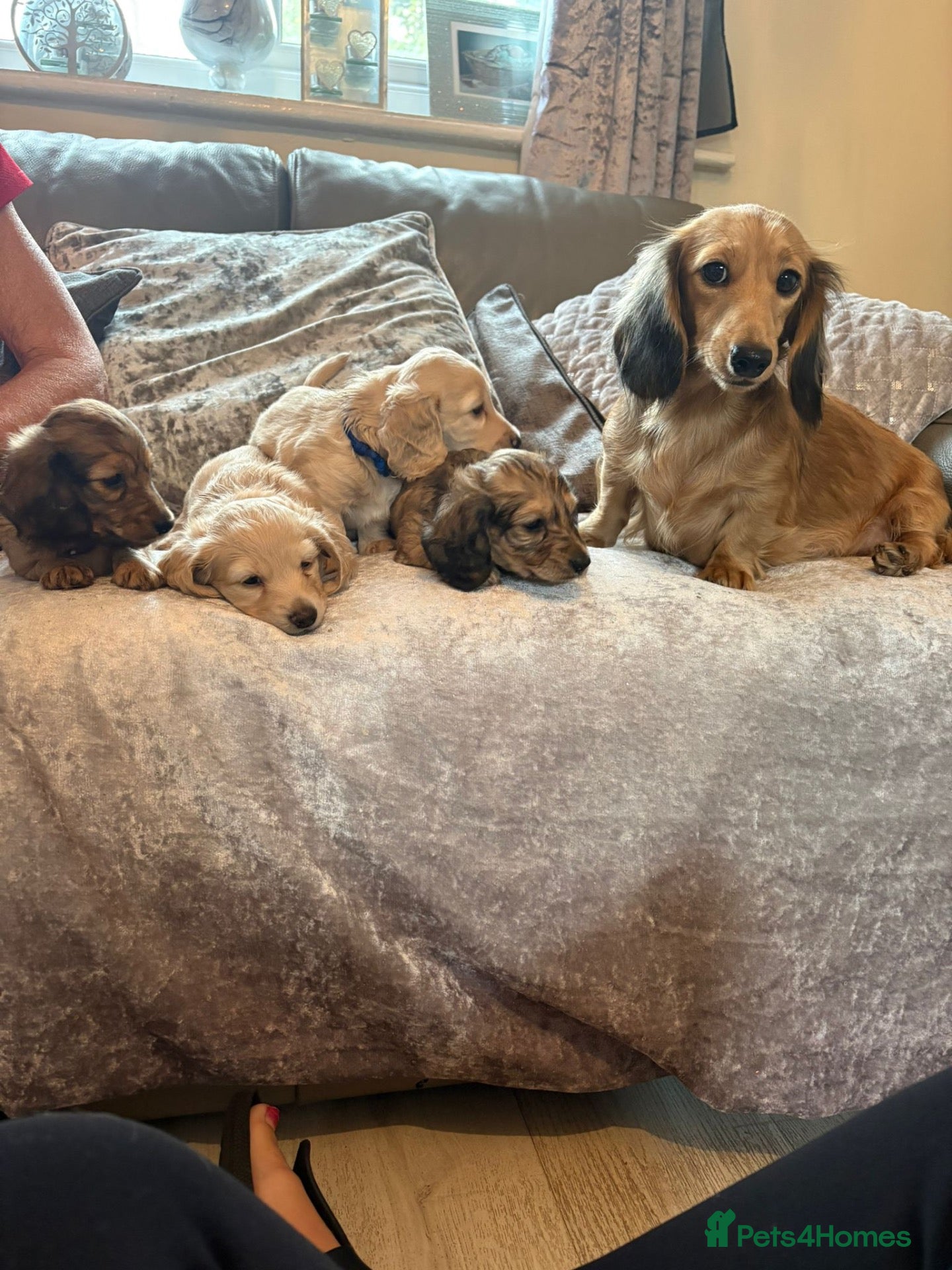 Miniature Dachshund dogs Stunning KC Long Haired Miniature Dachshund 🐶🐶 - Advert 1