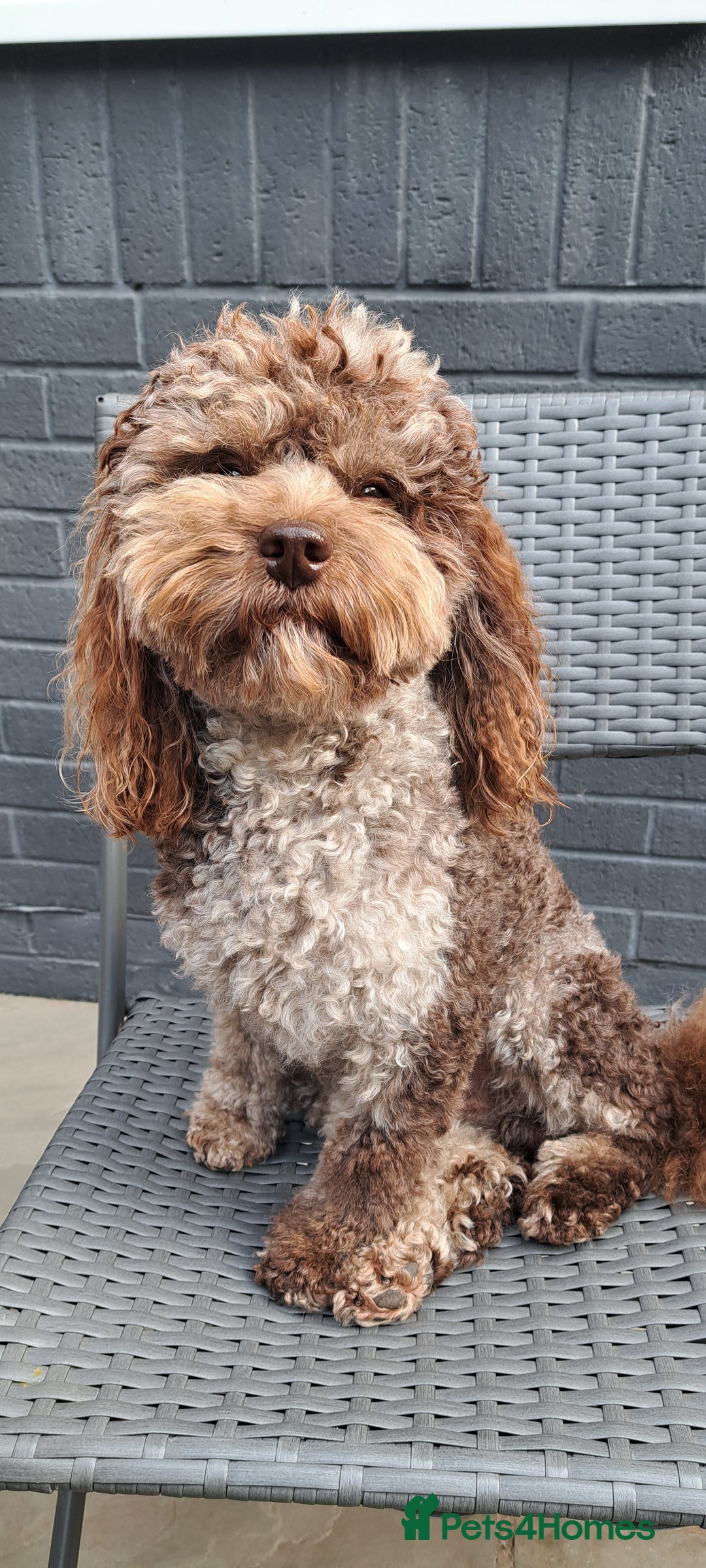 Poodle dogs for stud: cockapoo stud merle DNA health tested in Bristol - Image 9