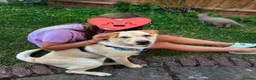 Mixed Breed dogs for adoption: ❤️🐶 LAIMA – HOW IS THIS WONDERFUL GIRL WAITING - Advert 32
