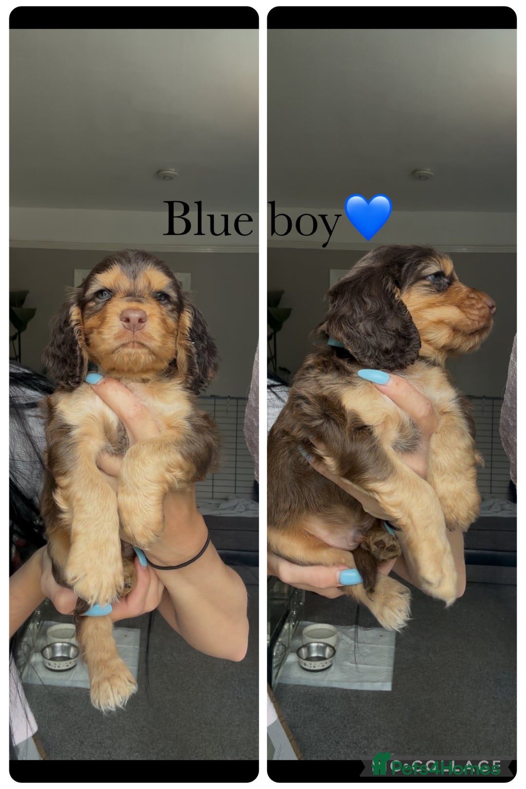 Cocker Spaniel dogs for sale: Show cocker spaniel (chocolate sable) - Image 1