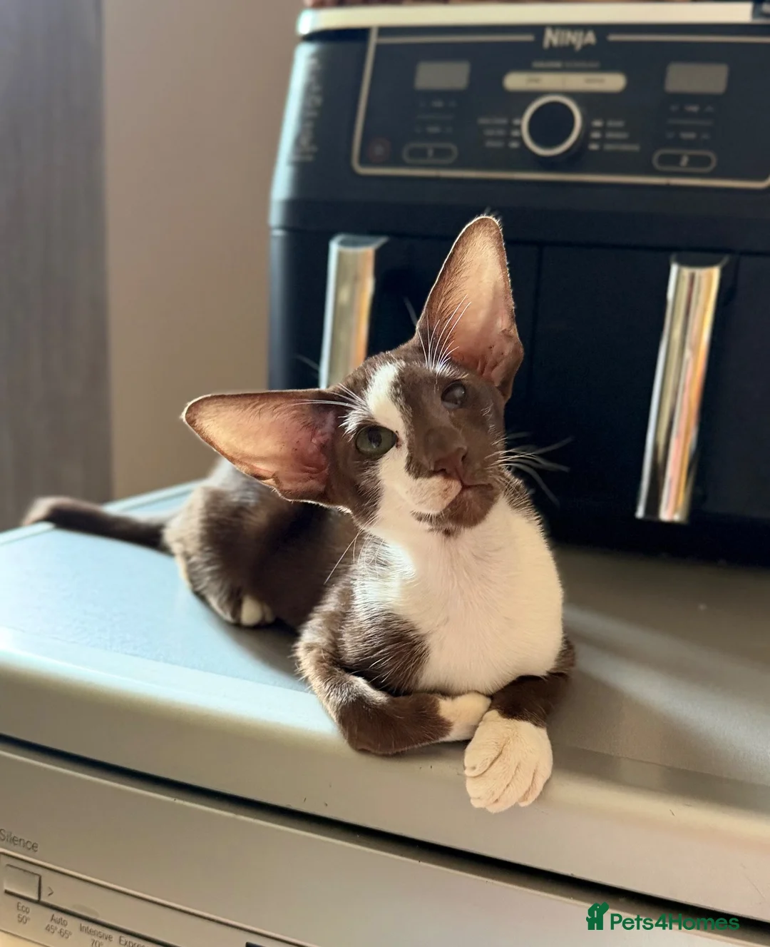 Oriental cats for sale: Wonderful girl, TICA registered  - Advert 2