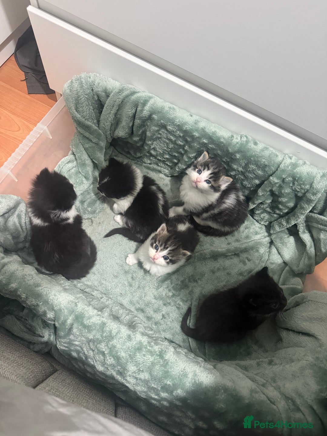 Mixed Breed cats for sale: Maine coon mix kittens - Advert 2