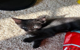 Domestic Shorthair cats for sale: Black and white kittens for sale  - Image 13