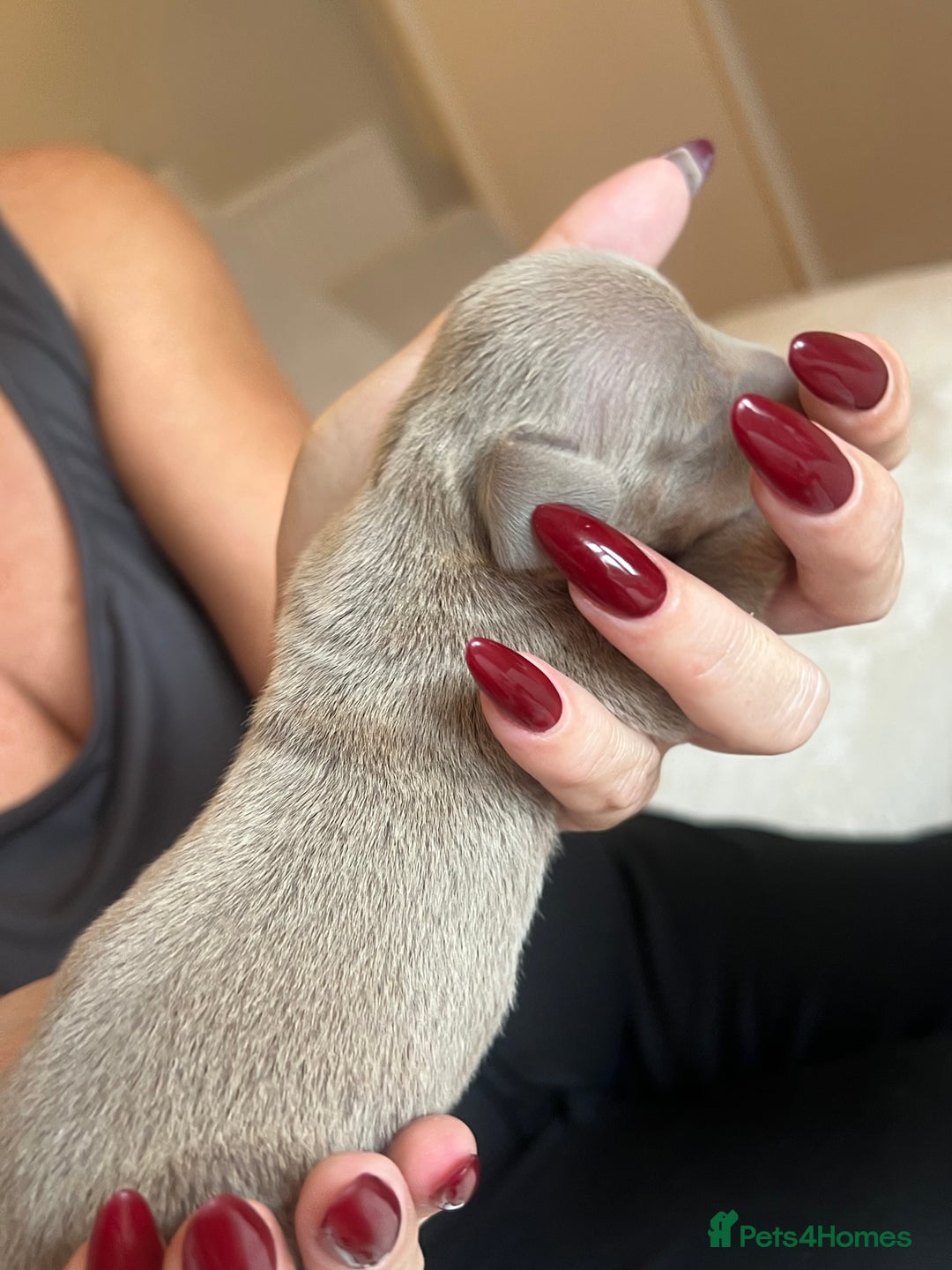 Miniature Dachshund dogs for sale: Beautiful litter of miniature dachshund  - Advert 23