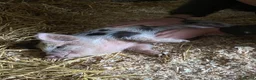 Pig livestock for sale: 2 x unregistered Kune Kune males 2 years old - Advert 6