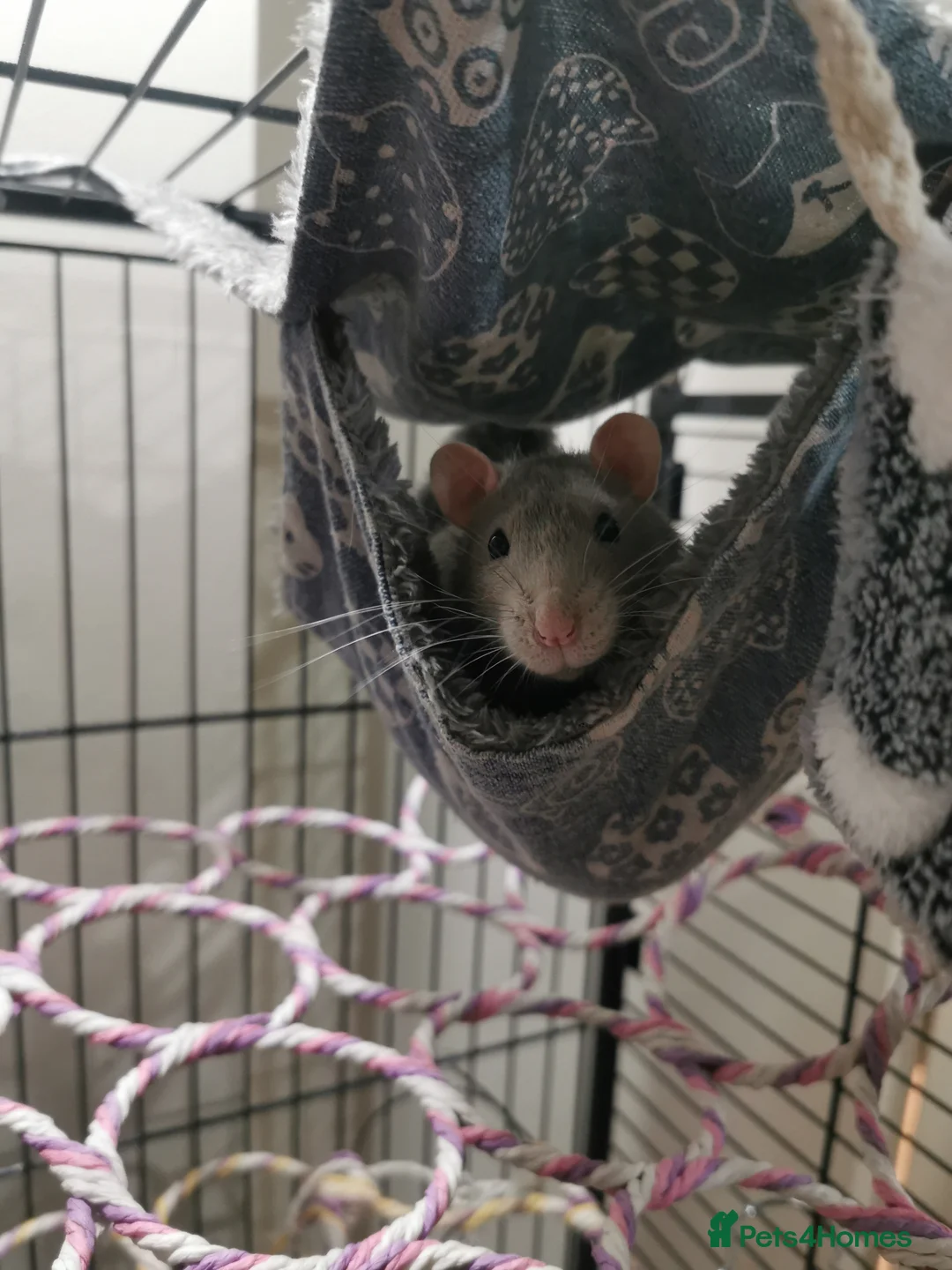 Rat rodents for sale: Free rats male with cage and accessories  - Advert 7