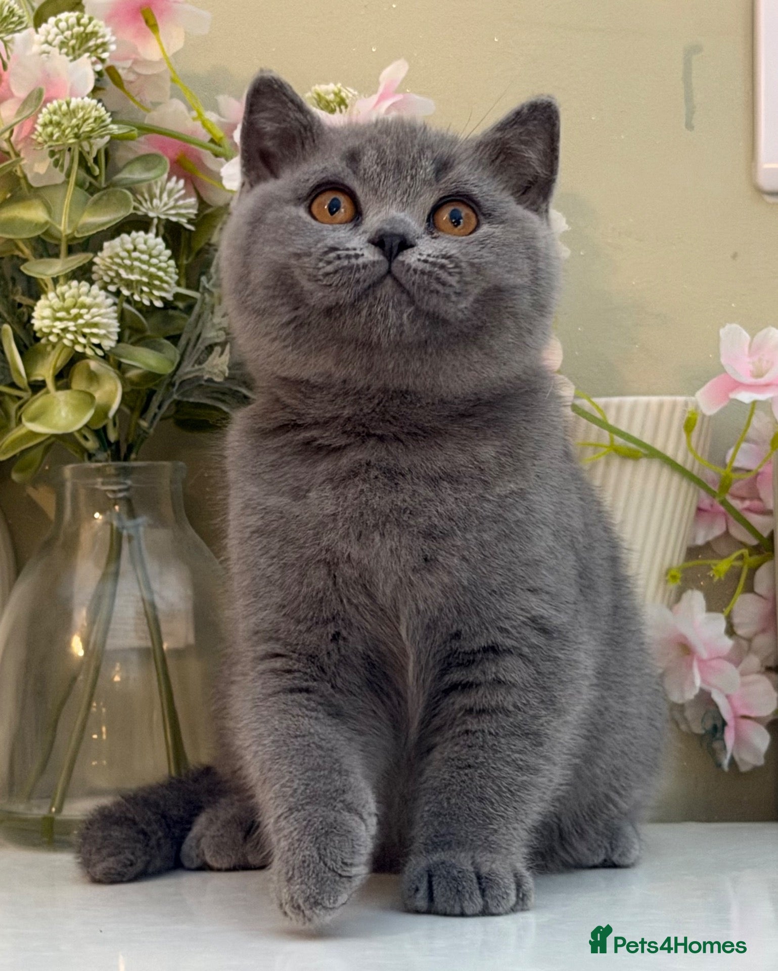 British Shorthair cats Stunning Chunky British Kittens - Advert 17