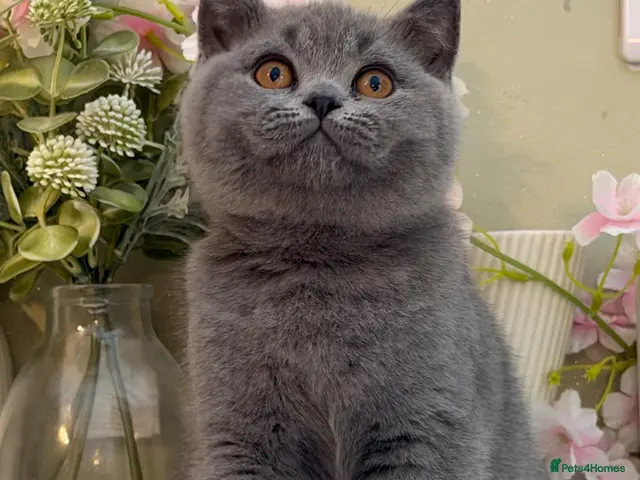 British Shorthair cats Stunning Chunky British Kittens - Advert 17