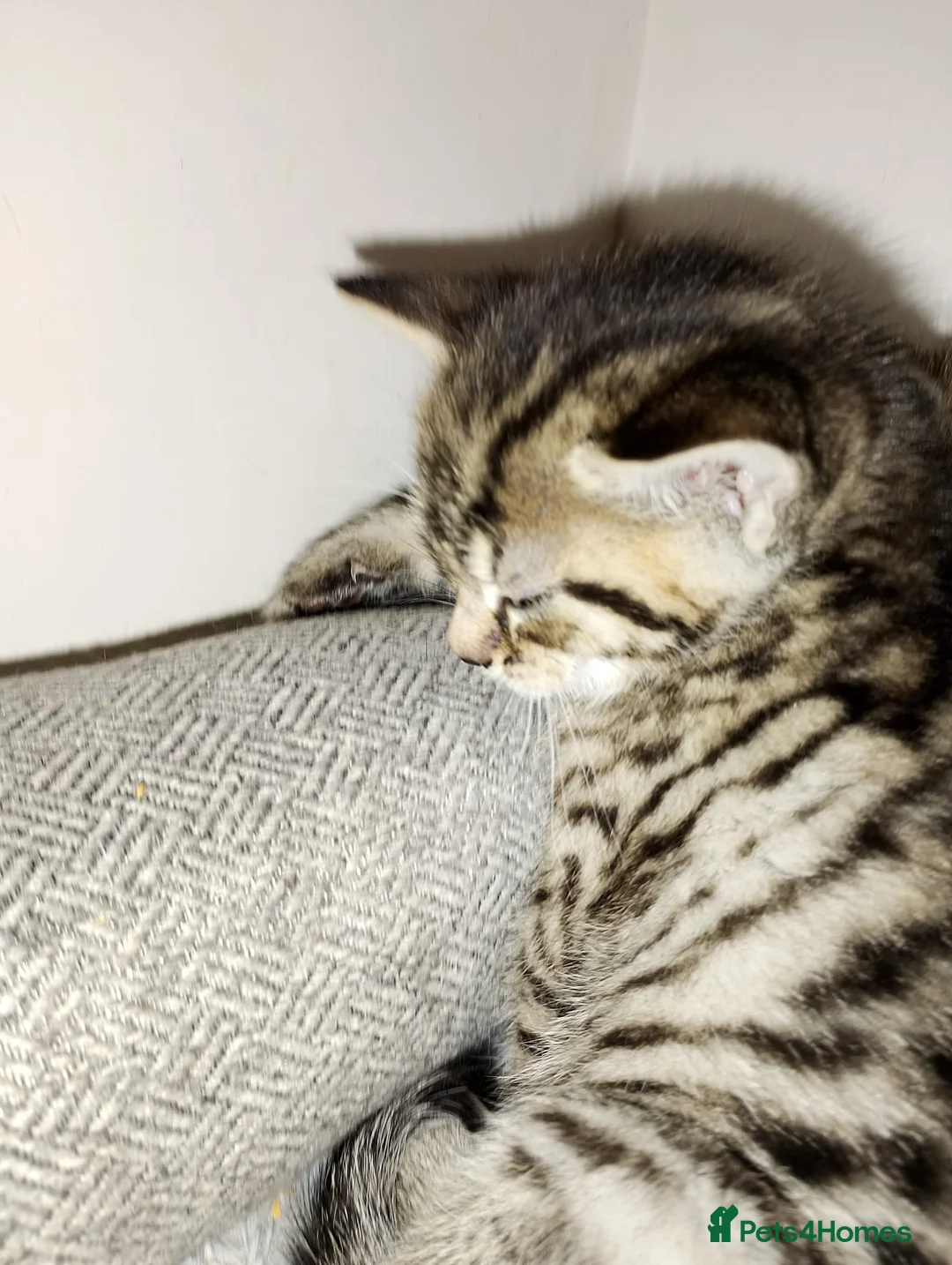 Mixed Breed cats for sale: Beautiful tabby kitten - Advert 10